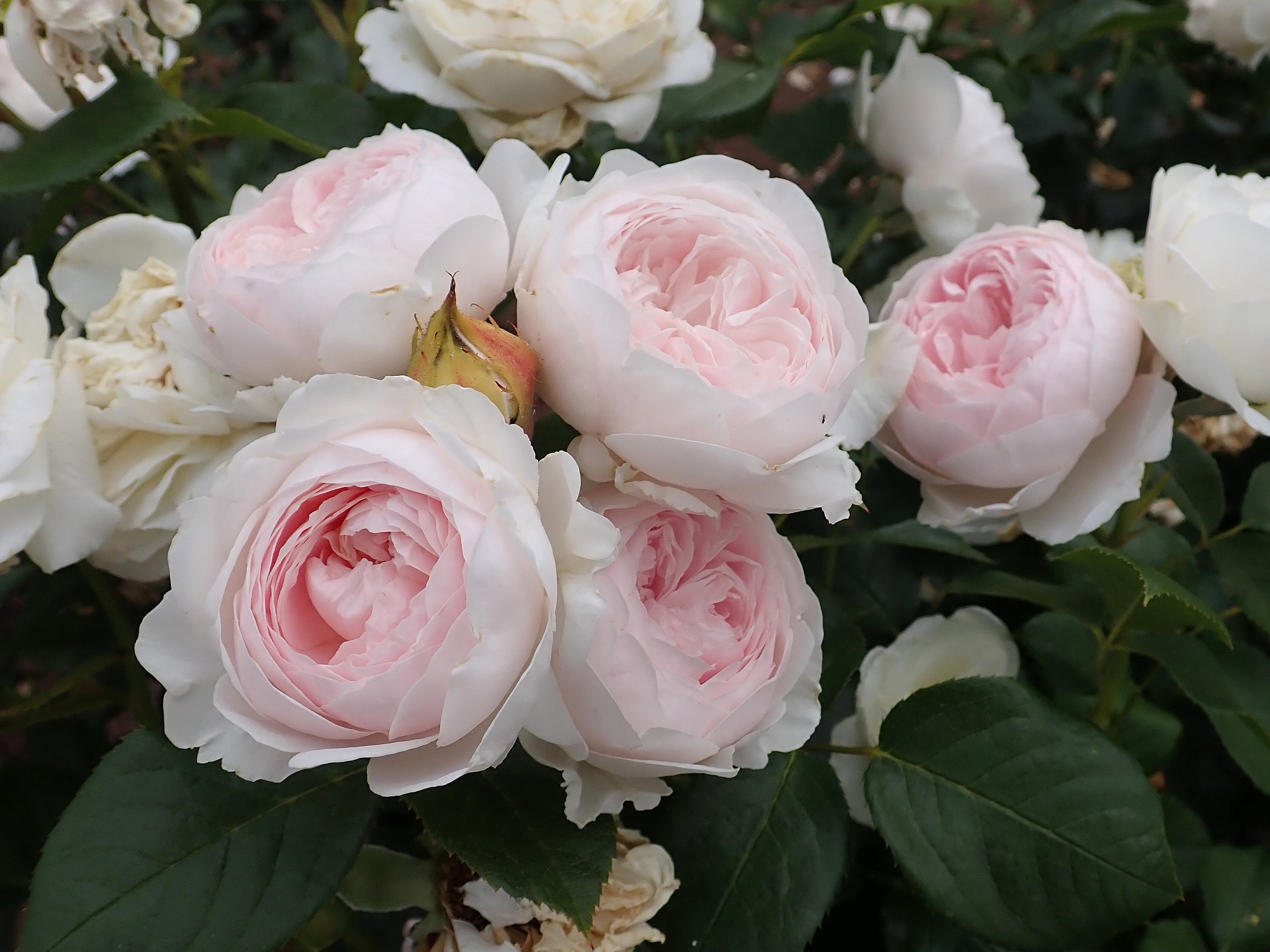 Rosa 'Herzogin Christiana'